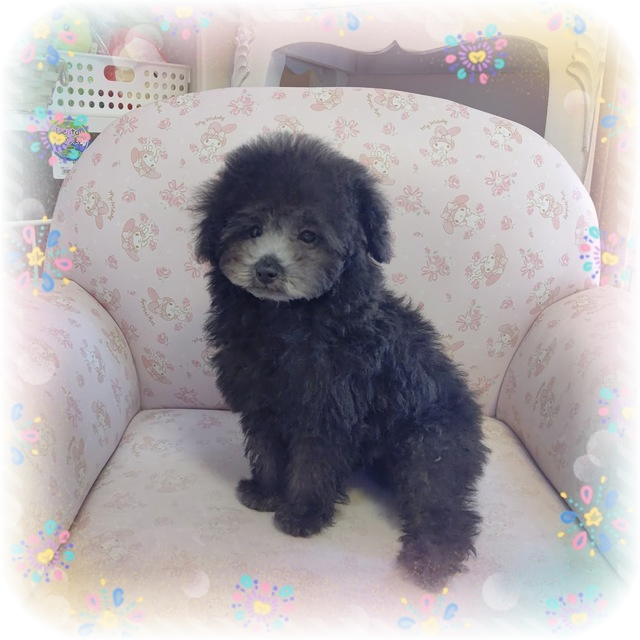 子犬情報 トイプードルはうす もも 東京 世田谷区