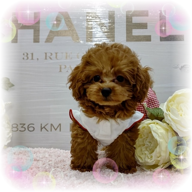 子犬情報 トイプードルはうす もも 東京 世田谷区