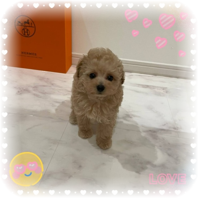 子犬情報 トイプードルはうす もも 東京 世田谷区