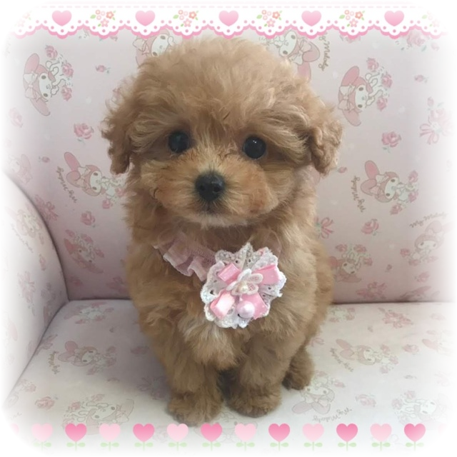 子犬情報 , トイプードルはうす。もも(東京・世田谷区)