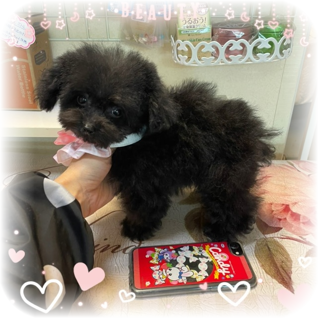 トイプードルはうす。もも（東京・世田谷区） プードル専門の子犬販売