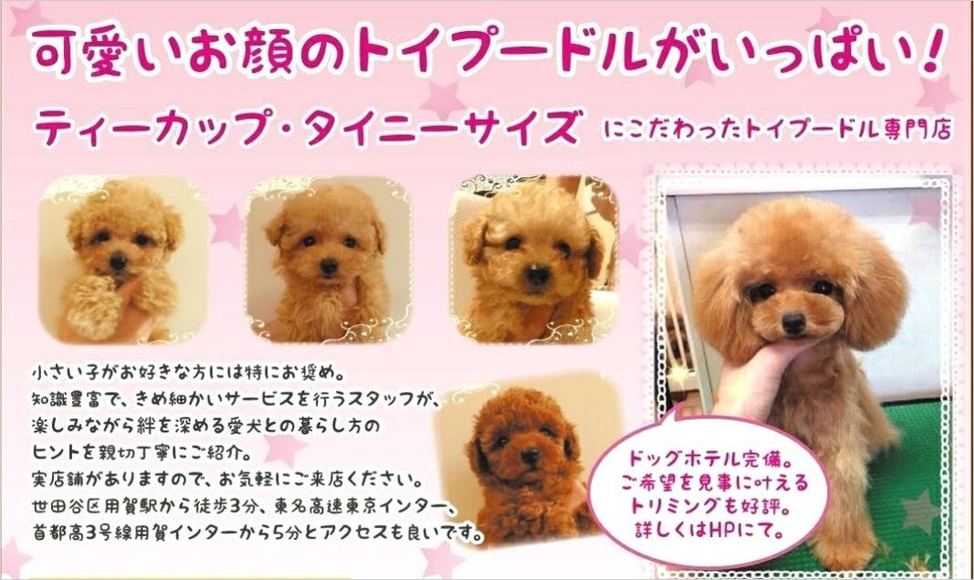 トイプードルはうす。もも（東京・世田谷区） プードル専門の子犬販売