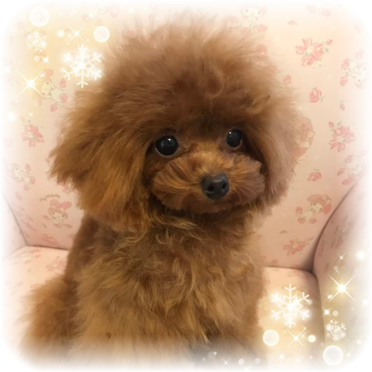子犬0134 - トイプードルはうす。もも（東京・世田谷区）