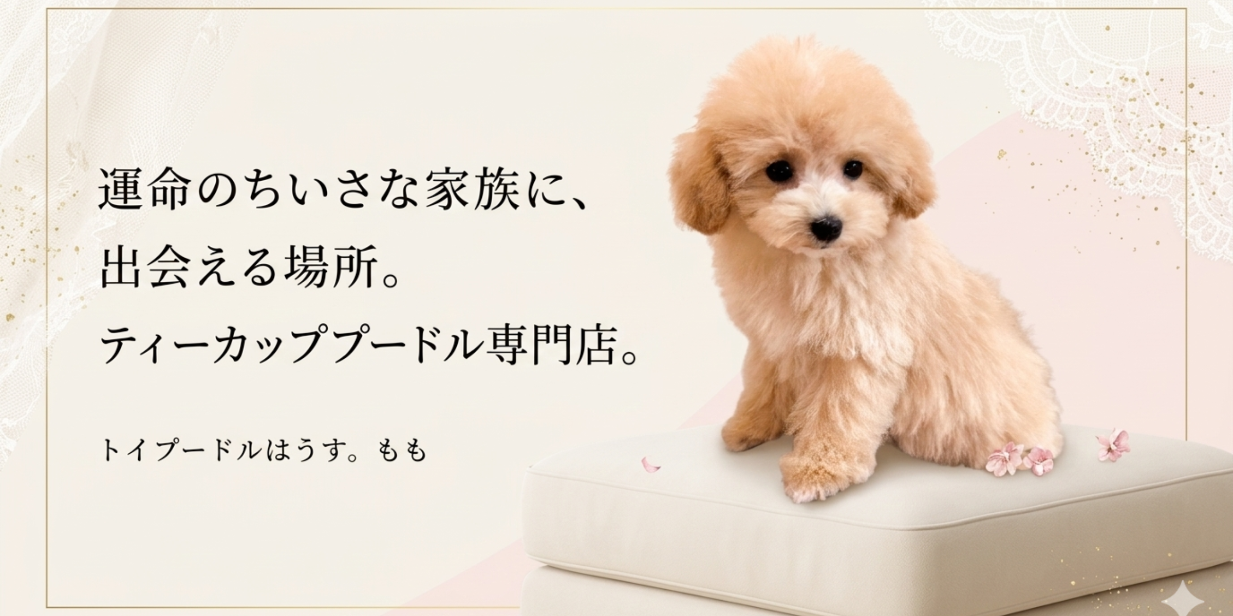 ❦トイプードル✩ご予約受付ページ❦ トイプードルはうす。もも（東京・世田谷区） プードル専門の子犬販売
