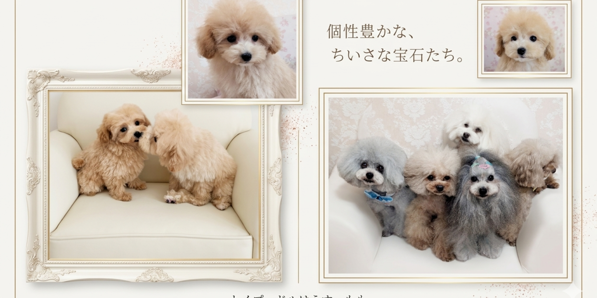 トイプードルはうす。もも（東京・世田谷区） プードル専門の子犬販売