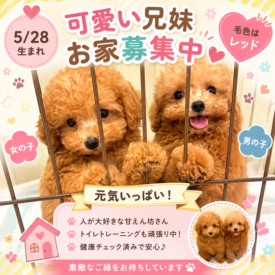 【トイプードル　ご希望品】 トイプードルはうす。もも（東京・世田谷区） プードル専門の子犬販売