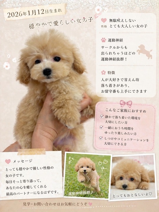 ❦トイプードル☆ご予約受付ページ❦ トイプードルはうす。もも（東京・世田谷区） プードル専門の子犬販売